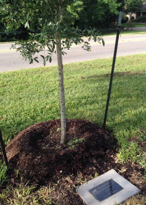 Arbor Tribute Walk tree dedication